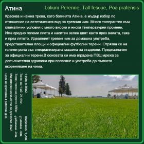 Атина - Lolium Perenne, Tall fescue, Poa pratensis