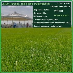 Атина - Lolium Perenne, Tall fescue, Poa pratensis