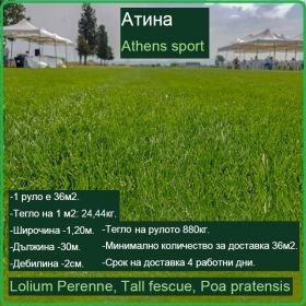 Атина - Lolium Perenne, Tall fescue, Poa pratensis