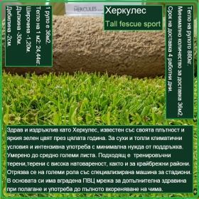 Херкулес - Tall fescue sport - тревна настилка на рула