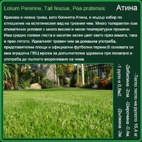 Атина градина - Lolium Perenne, Tall fescue, Poa pratensis - на руло
