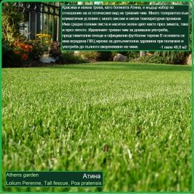Атина градина - Lolium Perenne, Tall fescue, Poa pratensis - на руло