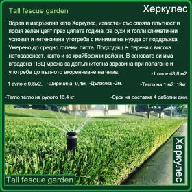 Херкулес градина - Tall fescue garden - естествена настилка - на руло