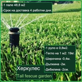 Херкулес градина - Tall fescue garden - естествена настилка - на руло