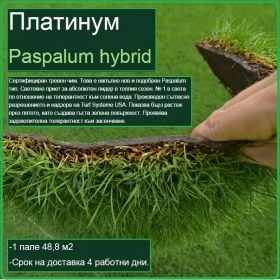 Платинум градина - Paspalum hybrid - настилка на рула