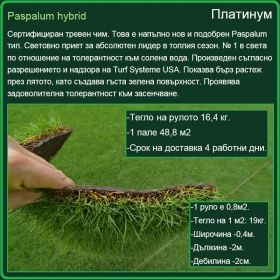 Платинум градина - Paspalum hybrid - настилка на рула