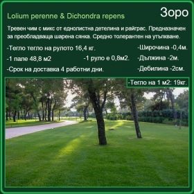 Зоро градина - Lolium perenne & Dichondra repens - на рула
