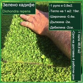 Зелено кадифе градина - Dichondra repens - настилка на рула