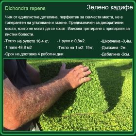 Зелено кадифе градина - Dichondra repens - настилка на рула
