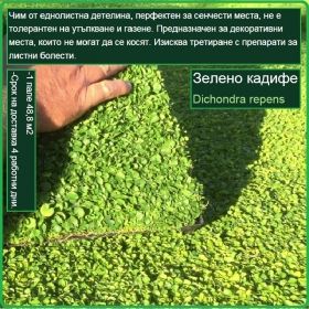 Зелено кадифе градина - Dichondra repens - настилка на рула