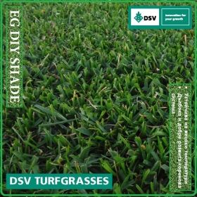 EG DIY SHADE - здрава трева за градини и зелени площи от DSV